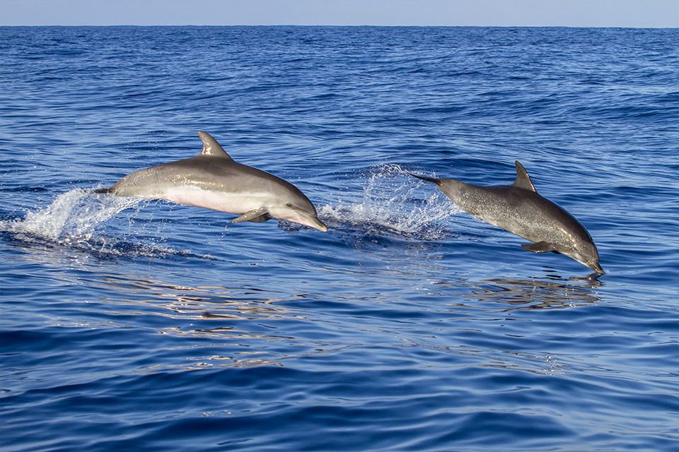 Go dolphin spotting!